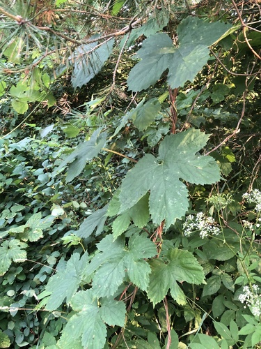 common hops