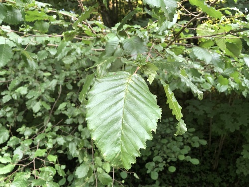 European Hornbeam
