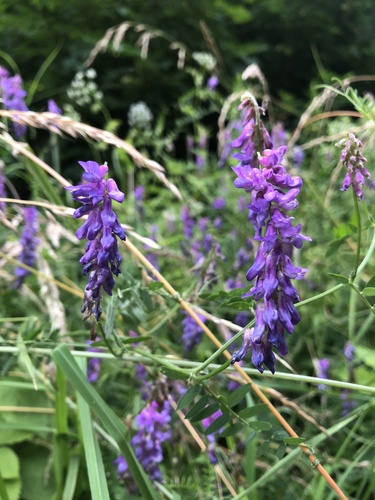 tufted vetch