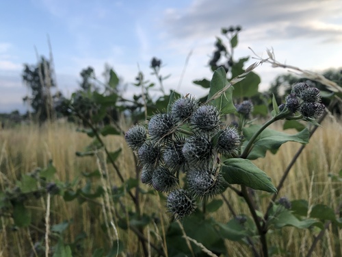Woolly Burdock