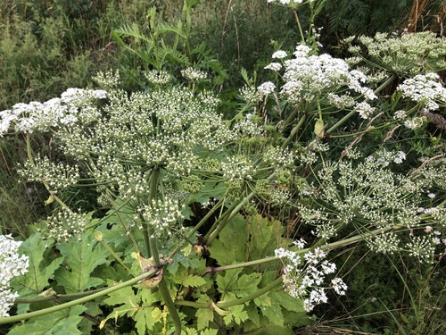 Sosnowsky's hogweed
