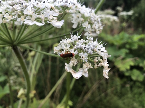 Common Red Soldier Beetle