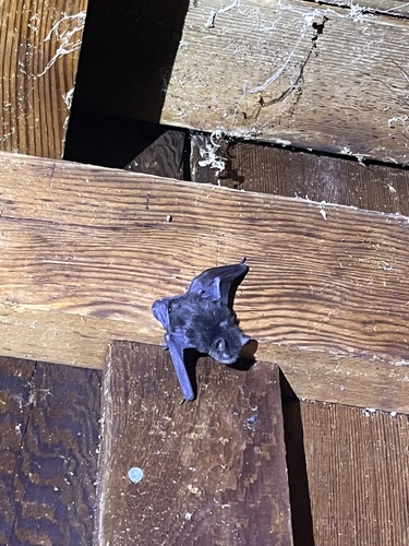 iNaturalist observation photo of Vespertilionoid Bats