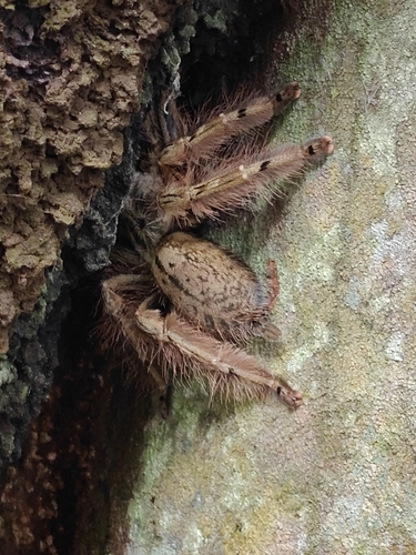 Featherleg Baboon Spider
