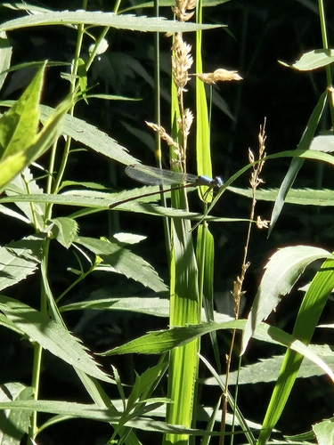 Blue-fronted Dancer