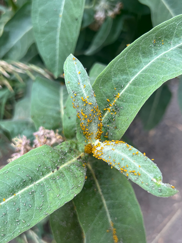 iNaturalist observation photo of Oleander Aphid