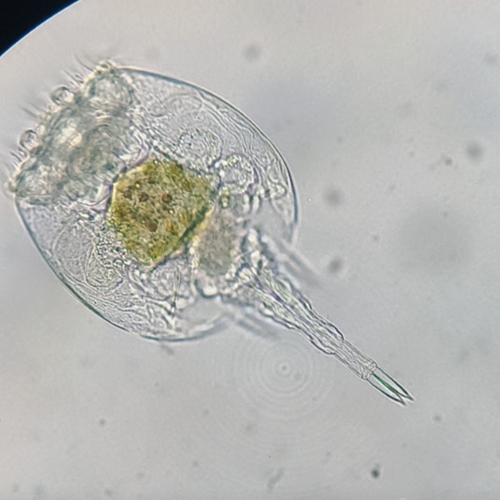 Platyias quadricornis