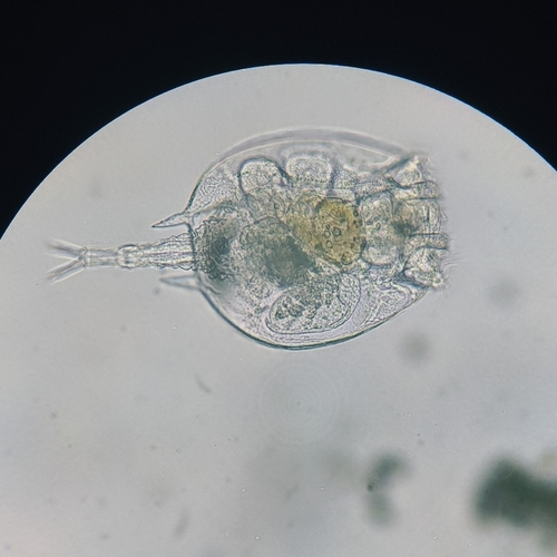 Platyias quadricornis