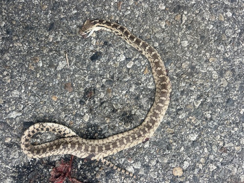 iNaturalist observation photo of Gopher Snake