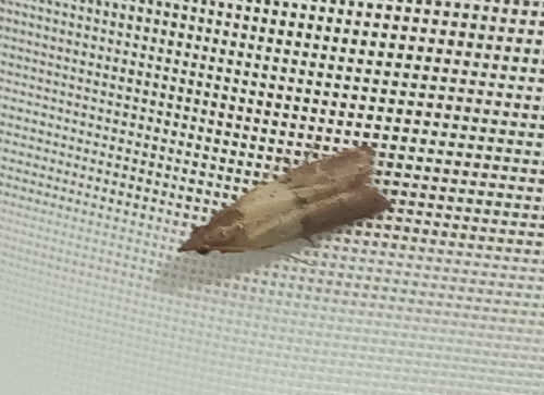 Indian-Meal Moth
