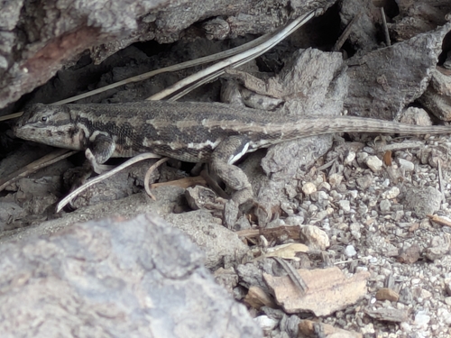iNaturalist observation photo of Common Sagebrush Lizard