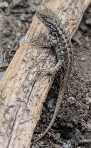 iNaturalist observation photo of Common Sagebrush Lizard