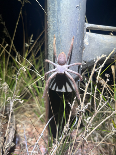 Silver-spotted Huntsman