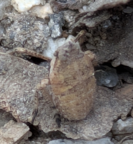 iNaturalist observation photo of True Bugs, Hoppers, Aphids, and allies