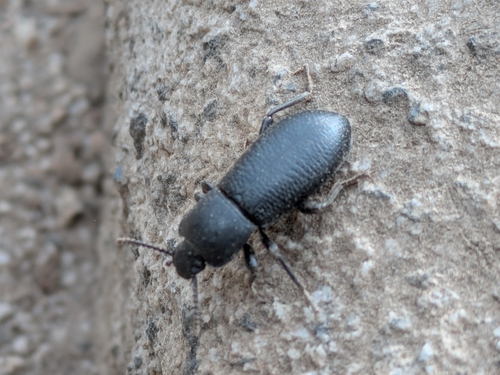 iNaturalist observation photo of Scotobaenus