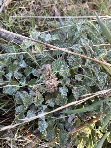 White Horehound