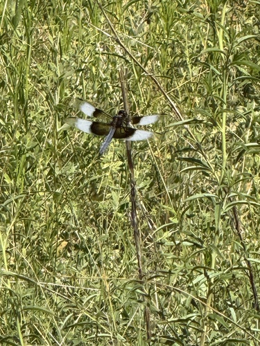 iNaturalist observation photo of Widow Skimmer