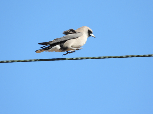 Black-faced Woodswallow
