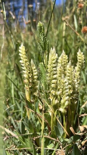 iNaturalist observation photo of Hooded Ladies' Tresses