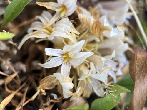 iNaturalist observation photo of California Broomrape
