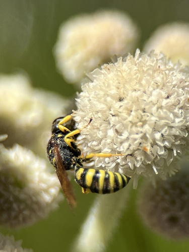 iNaturalist observation photo of Ants, Bees, Wasps, and Sawflies