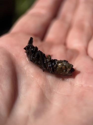 iNaturalist observation photo of Northern Caddisflies