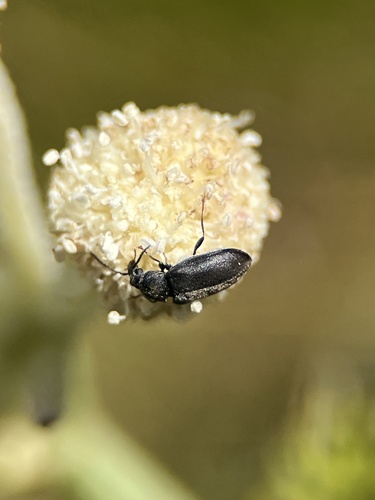 iNaturalist observation photo of Brachysomida californica