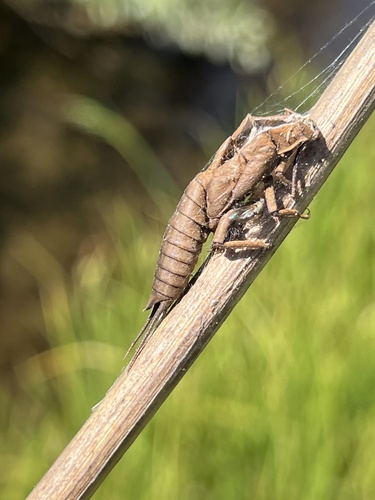 iNaturalist observation photo of Giant Stoneflies and Salmonflies