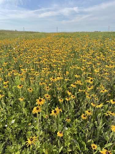 black-eyed Susan