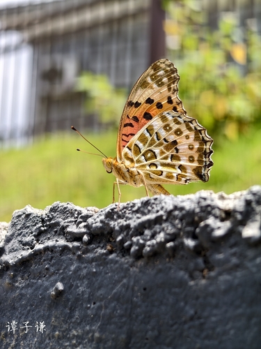 Tropical Fritillary