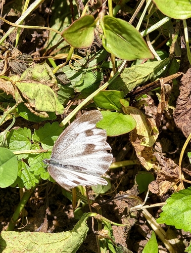 Indian Cabbage White