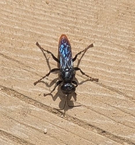 iNaturalist observation photo of Larropsis