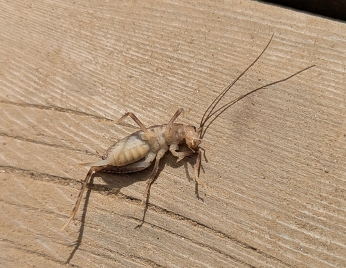 iNaturalist observation photo of Pristoceuthophilus celatus