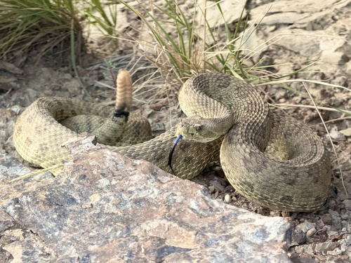 Prairie Rattlesnake