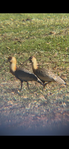 Buff-necked Ibis