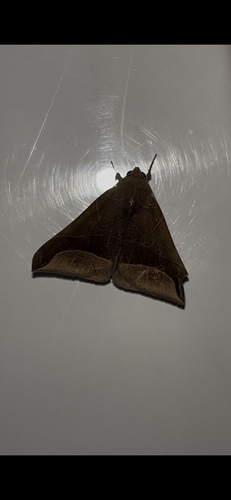 Neophisma aeolida