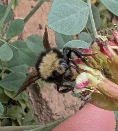 iNaturalist observation photo of Yellow-faced Bumble Bee