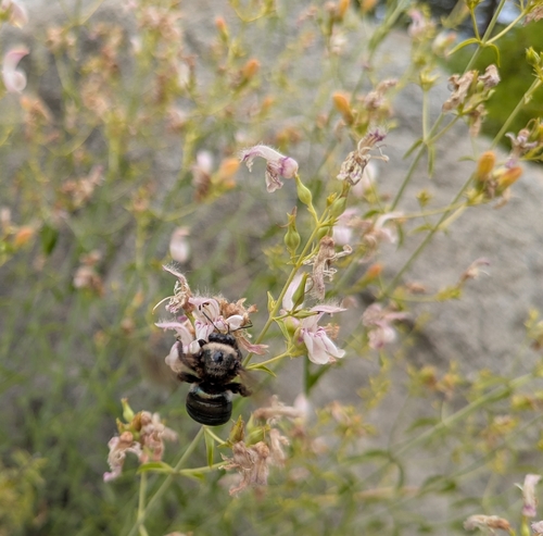 iNaturalist observation photo of Western Carpenter Bee