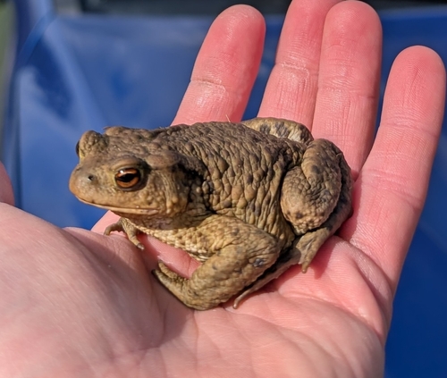 European Toad