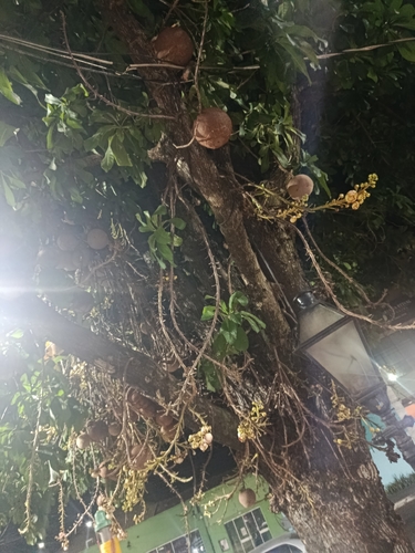 Cannonball Tree