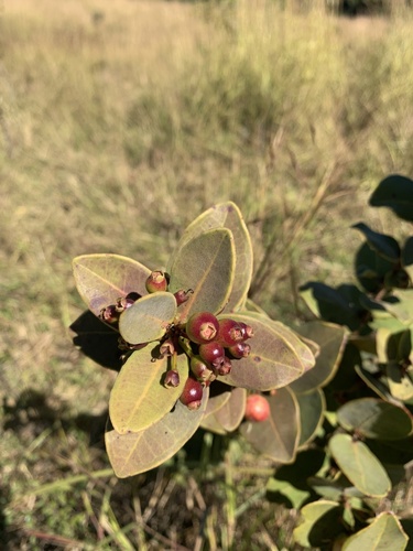 Eugenia bimarginata