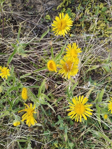 Meadow Fleabane
