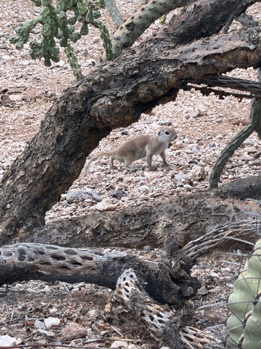 Round-tailed Ground Squirrel observed by kvn11