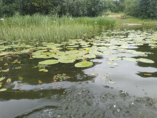 yellow water-lily