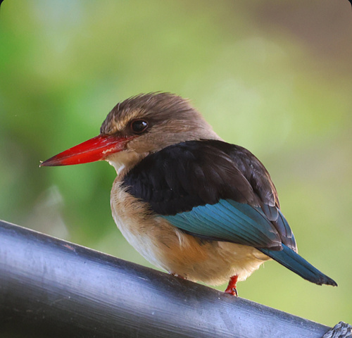 Brown-hooded Kingfisher