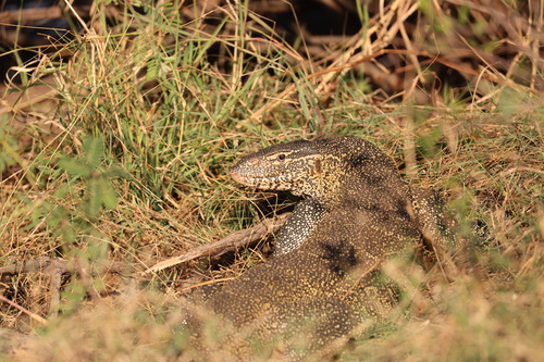 Nile Monitor