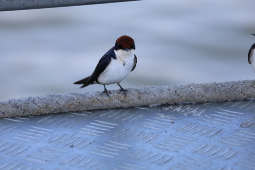 Wire-tailed Swallow