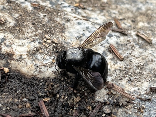 iNaturalist observation photo of Large Carpenter Bees