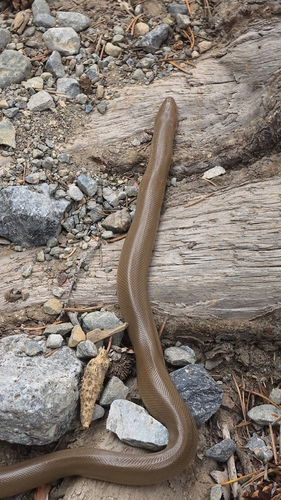 iNaturalist observation photo of Northern Rubber Boa