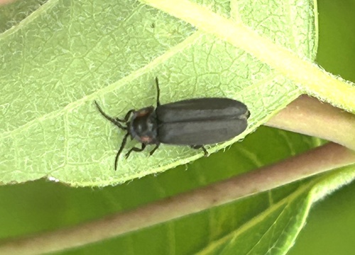 Dotted Firefly